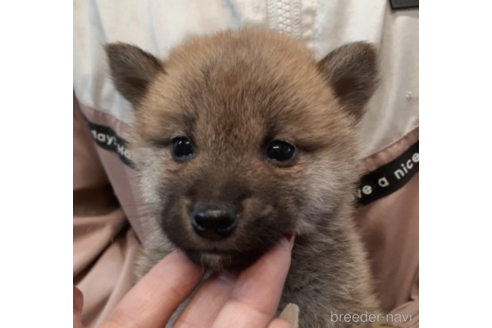 成約済の富山県の柴犬-215028の5枚目